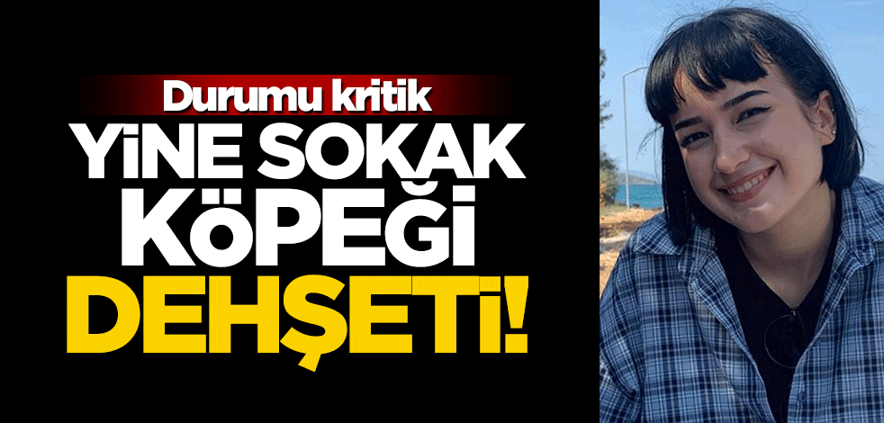 Sokak köpeği dehşeti! Ağır yaralanan kızın arkadaşından çağrı