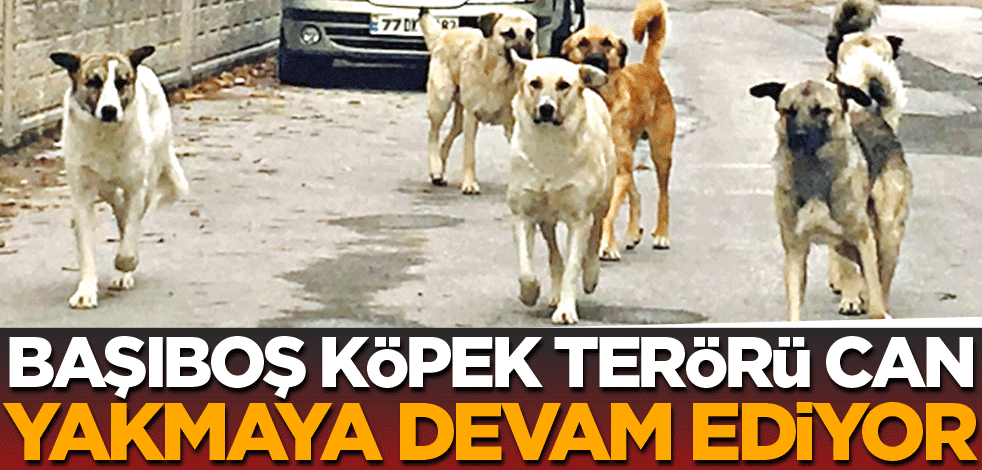 Başıboş köpek terörü can yakmaya devam ediyor!