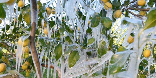 Meteorolojinden zirai don uyarısı