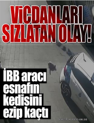  İBB aracı esnafın sekiz yıldır baktığı kediyi ezip kaçtı