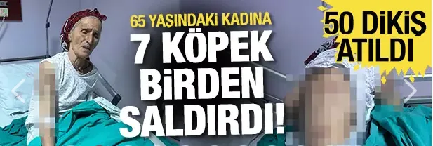 65 yaşındaki kadına 7 köpek birden saldırdı! 