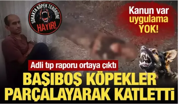 Adli tıp raporu ortaya çıktı: Başıboş köpekler parçalayarak katletti