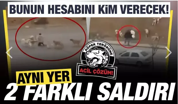 Köpek sürüsü insanlara saldırdı! Korku filmini andıran olay!