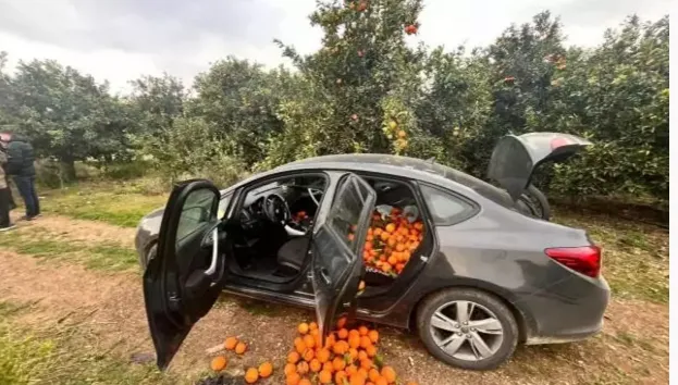 Bahçeden portakal çalan hırsız suçüstü yakalandı