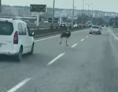 Diyarbakır’da trafikte deve kuşu şaşkınlığı