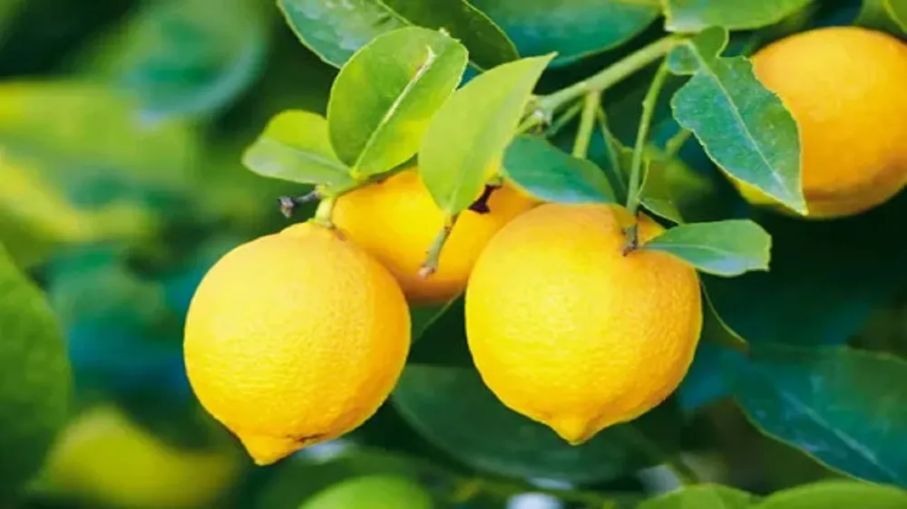 Zehirli Limonlar Türkiye’ye Geri Döndü! İhracat Yasakları Başladıktan Sonra Şok Tespit!