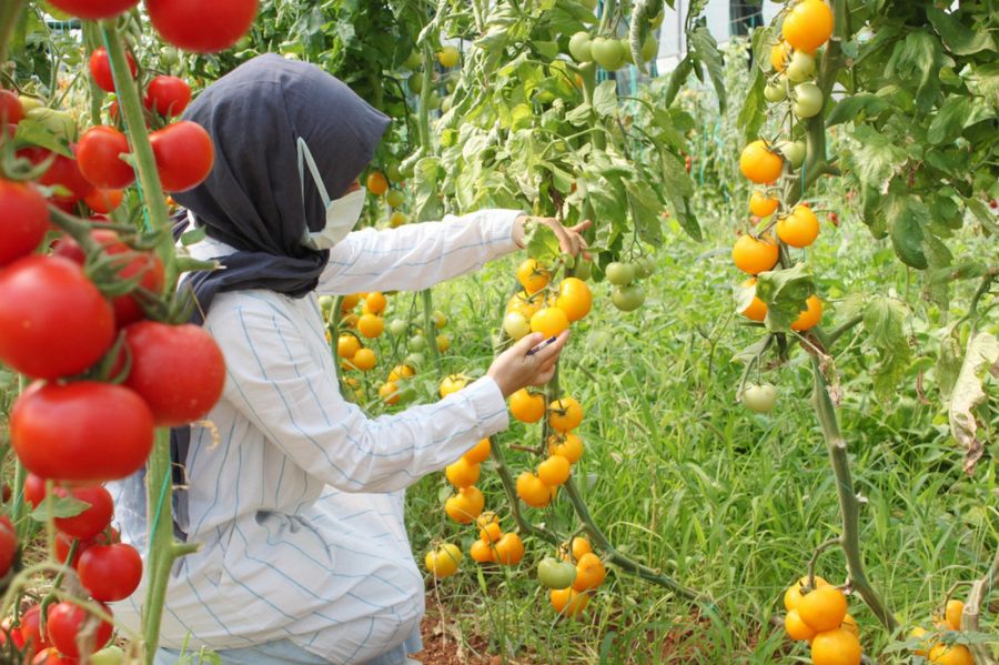 Sel ve su baskinina dayanikli domates çesidi gelistiriliyor