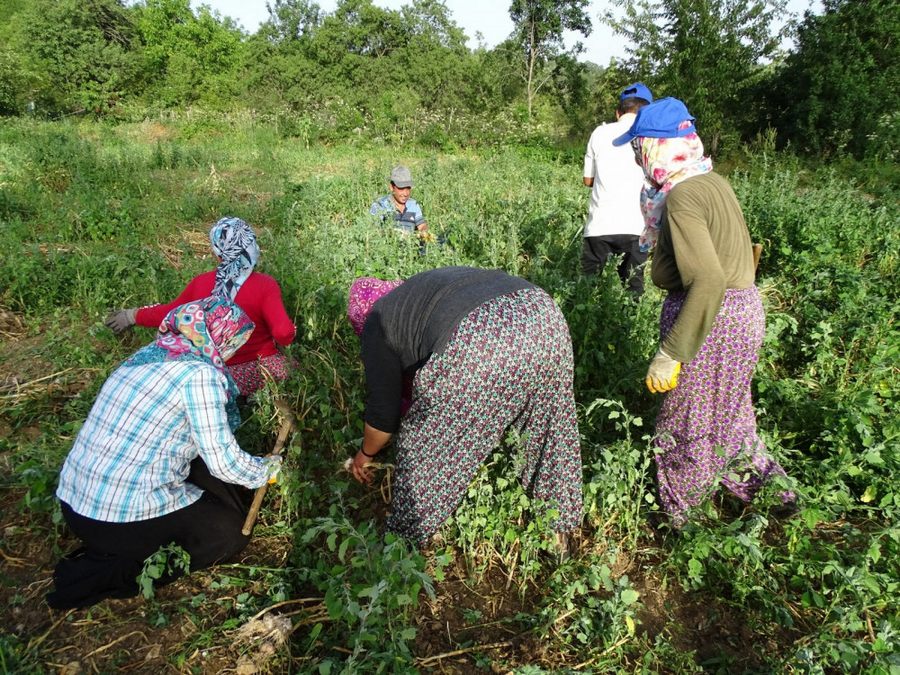 Sarimsak üreticilerine fiyat soku