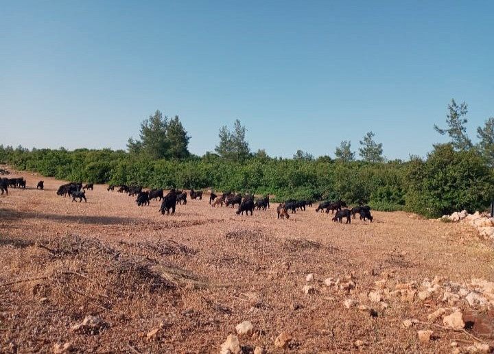 Hirsizlar çobanin keçileri ile birlikte hayallerini de çaldilar