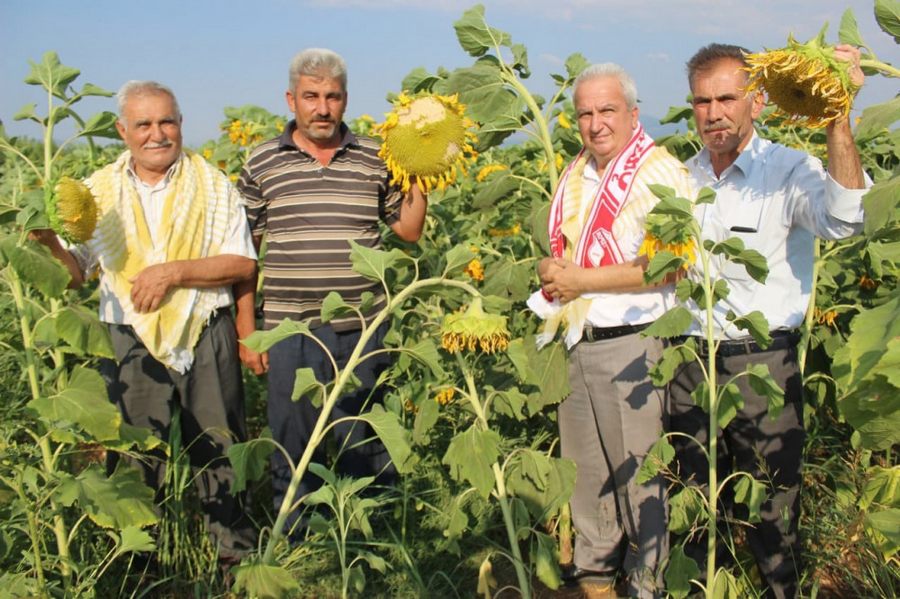 Bölgede ilk defa üretilen ay çekirdegine yogun ilgi