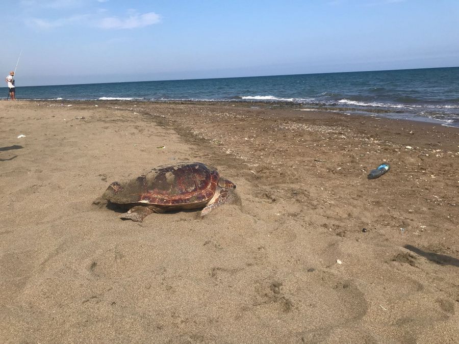 Mersin kumsali, dünyada çok nadir görülen bir olaya ev sahipligi yapti