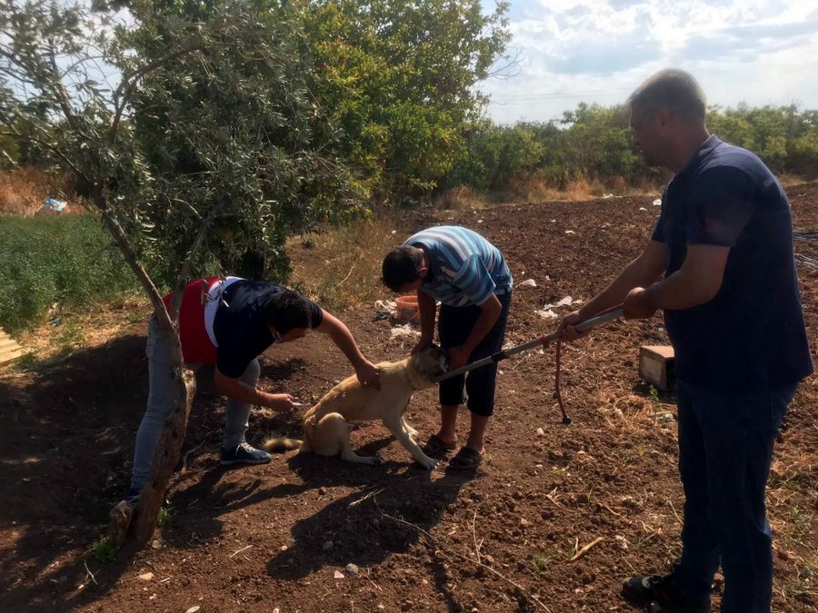 Evcil hayvanlara mikro çip uygulamasi basladi