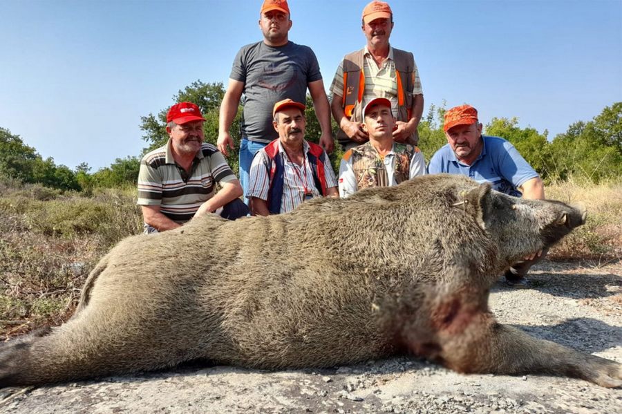 Tarlalarina danan 400 kiloluk domuzu vurdular