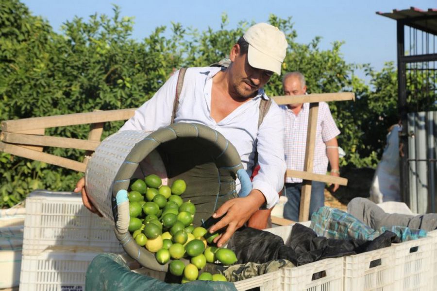 Sezonun ilk limonu dalinda 3 lira