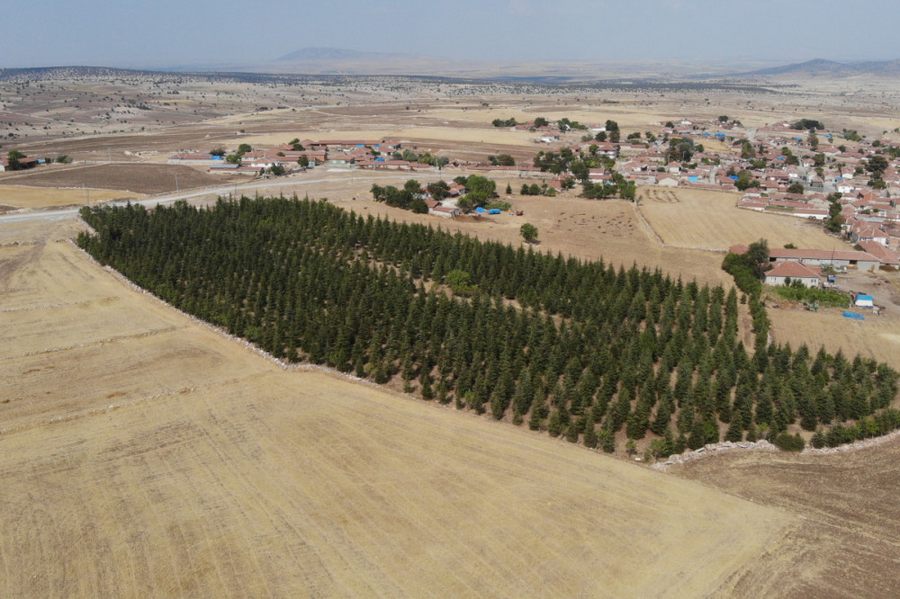 Arabasini satarak büyüttügü orman, mahallesine nefes oluyor