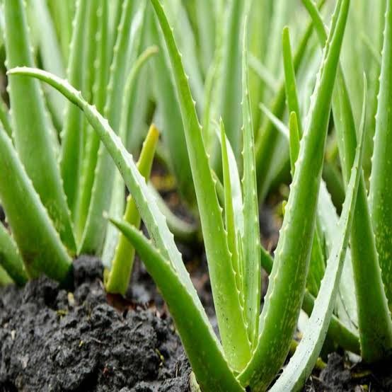 Mucizevi Bitki Sarisabir (Aloe Vera) Nedir? Nasil Kullanilir? Faydalari Nelerdir?