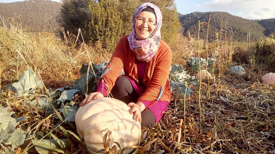 Anneannesinin Sandigindan Çikan Tohumlar Dev Bal Kabagi Oldu