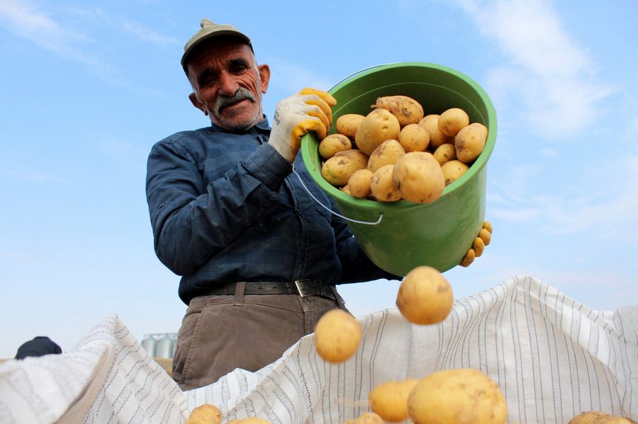 Hasatta Son Günler, Tarlada 2 Markette 5 Lira