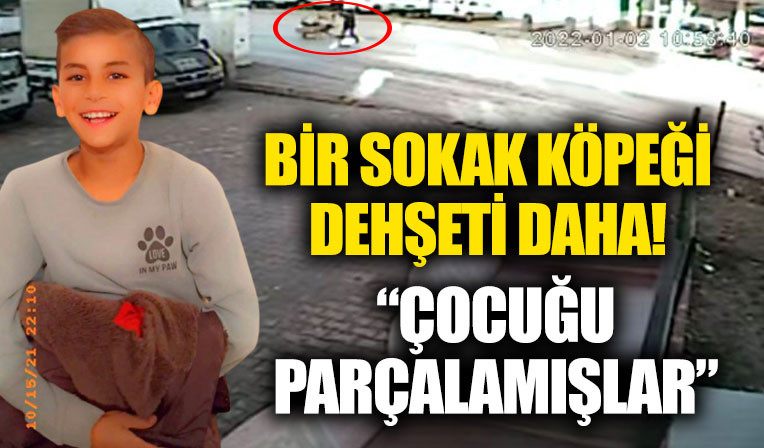 Basibos köpek dehseti! “Çocugu parçalamislar”