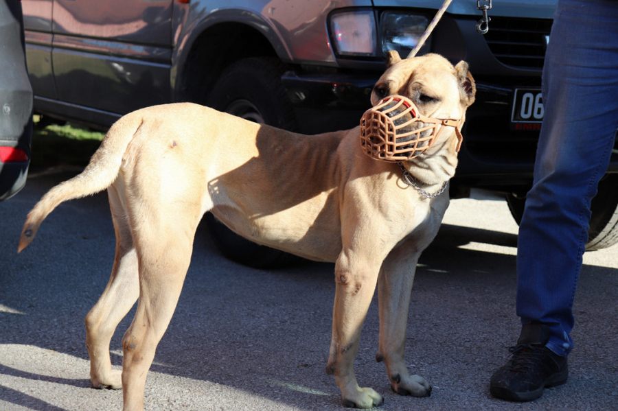 Yasakli köpek irklari için son güne girildi